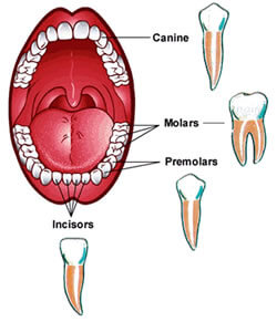 Types Of Teeth