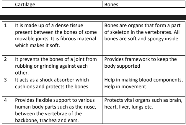 Skeletal System Questions & Answers