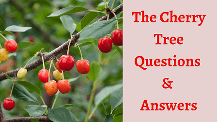 The Cherry Tree Questions & Answers