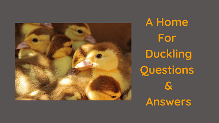 A Home For Duckling Questions & Answers