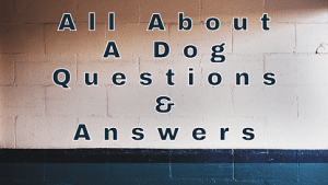 All About A Dog Questions & Answers - WittyChimp