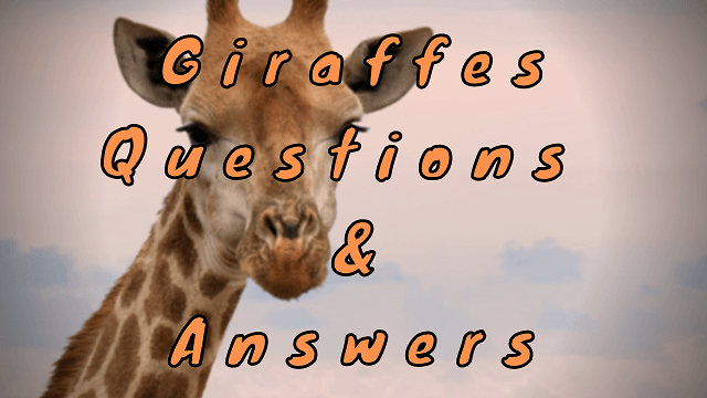 Giraffes Questions & Answers - WittyChimp