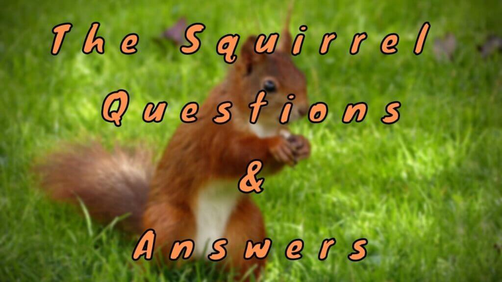 the-squirrel-questions-answers-wittychimp