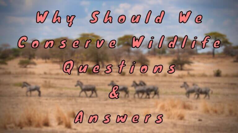 why-should-we-conserve-wildlife-questions-answers-wittychimp