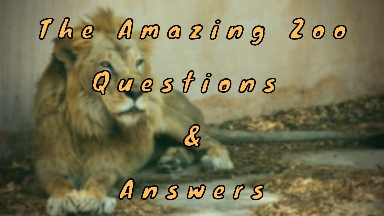 The Amazing Zoo Questions Answers 