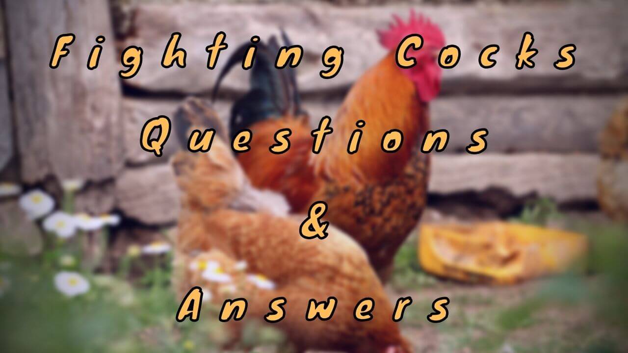 Fighting Cocks Questions & Answers