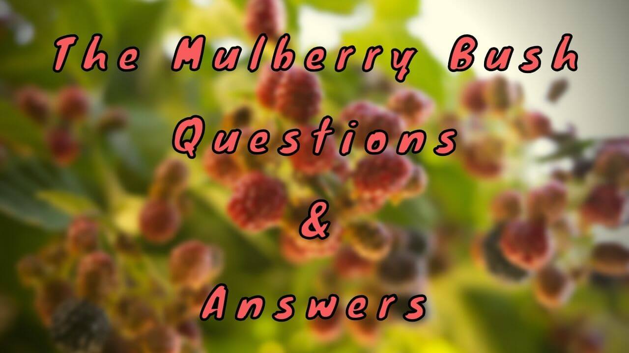 The Mulberry Bush Questions & Answers