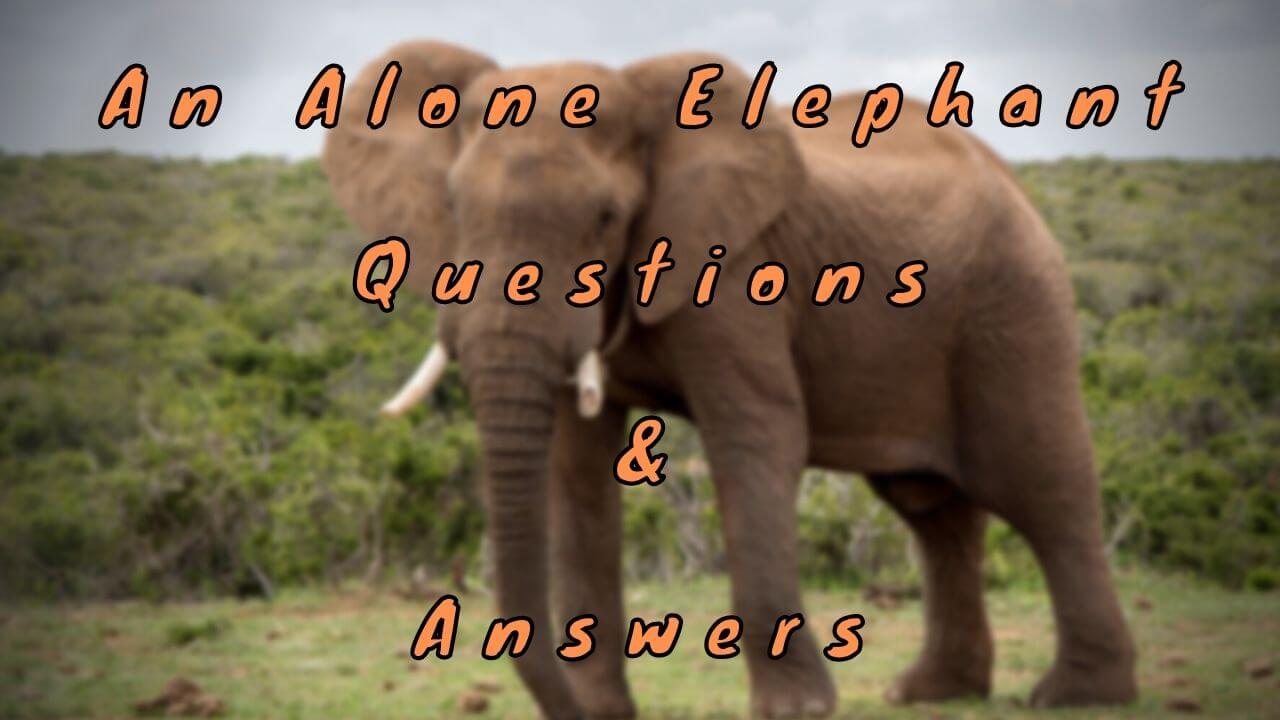 An Alone Elephant Questions & Answers