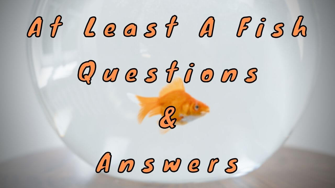 At Least A Fish Questions & Answers - WittyChimp