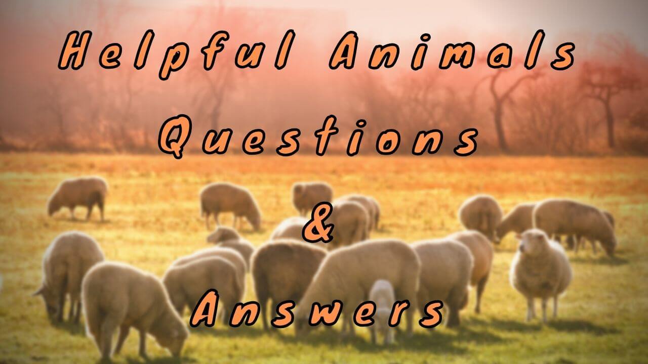 Helpful Animals Questions & Answers - WittyChimp