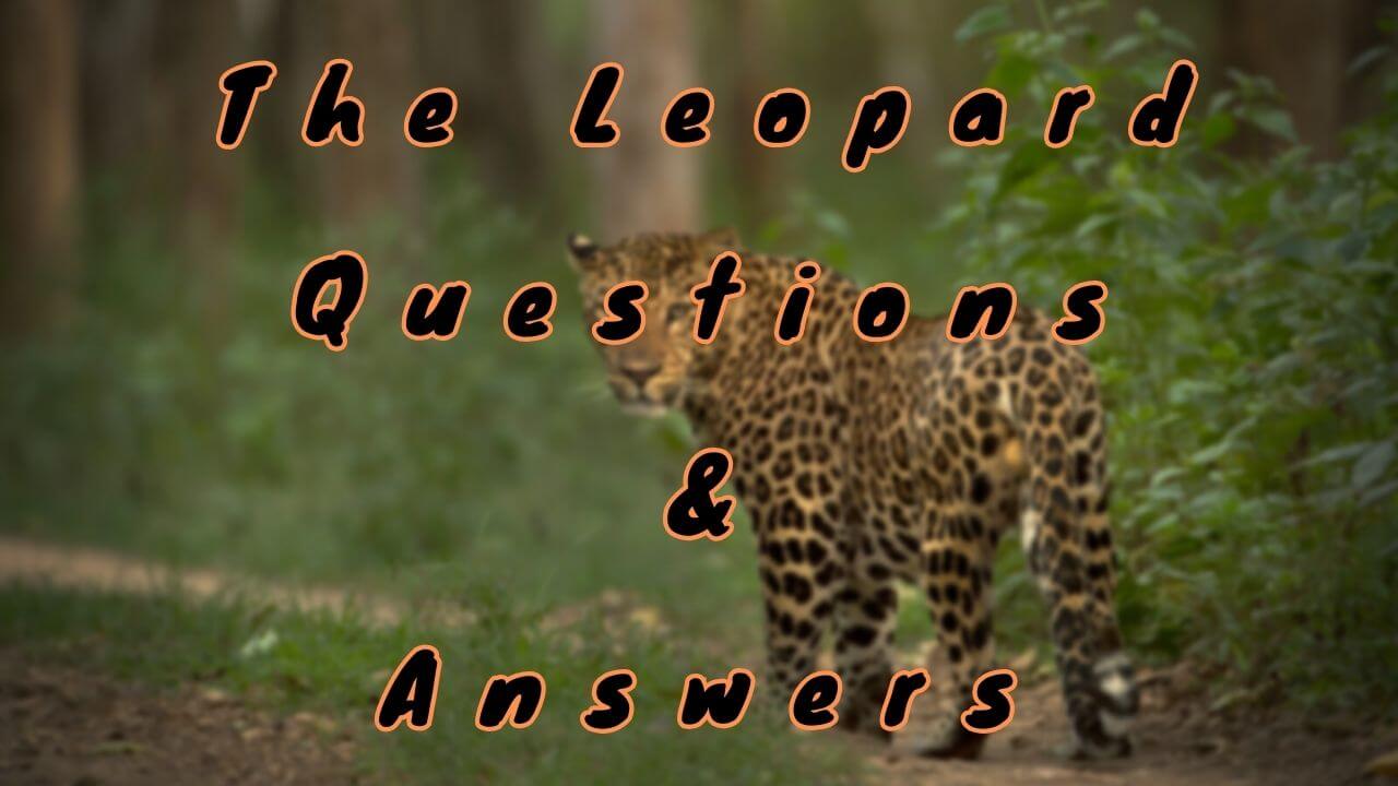 The Leopard Questions & Answers