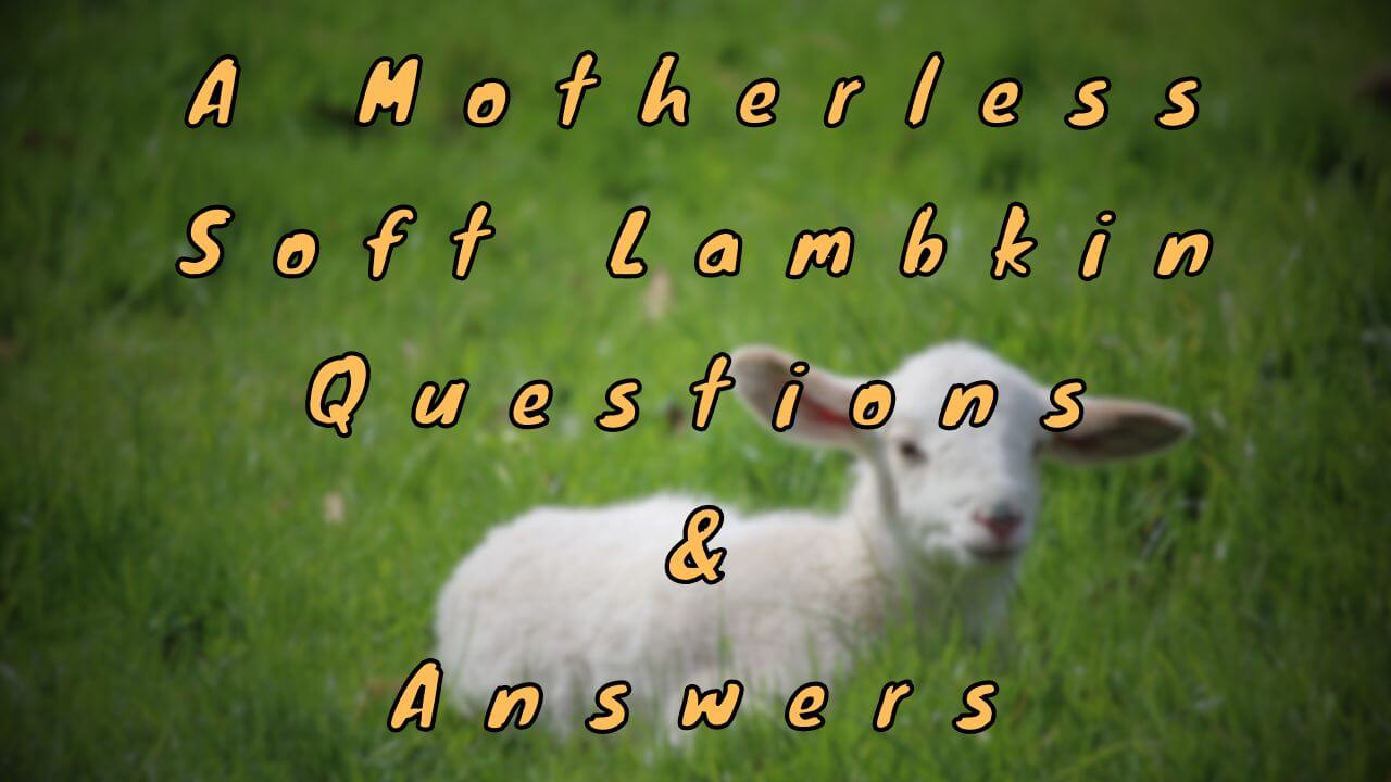 A Motherless Soft Lambkin Questions & Answers