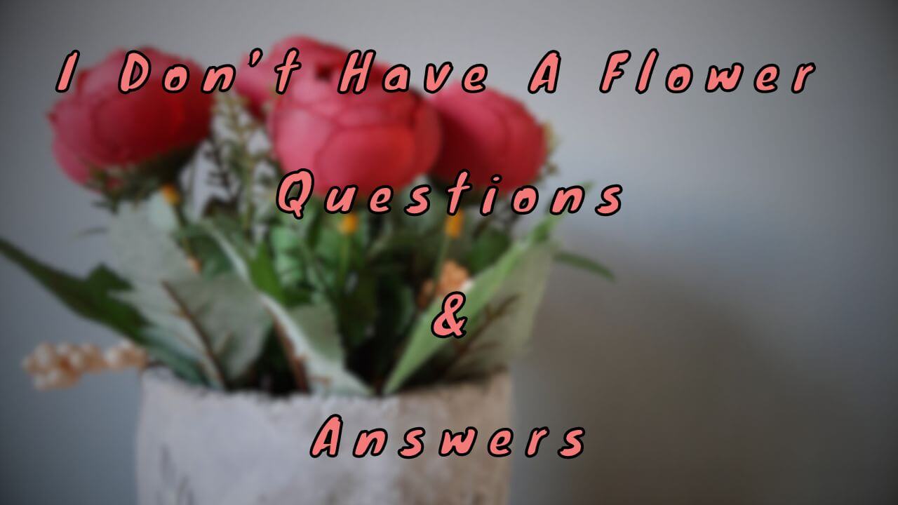 I Don’t Have A Flower Questions & Answers