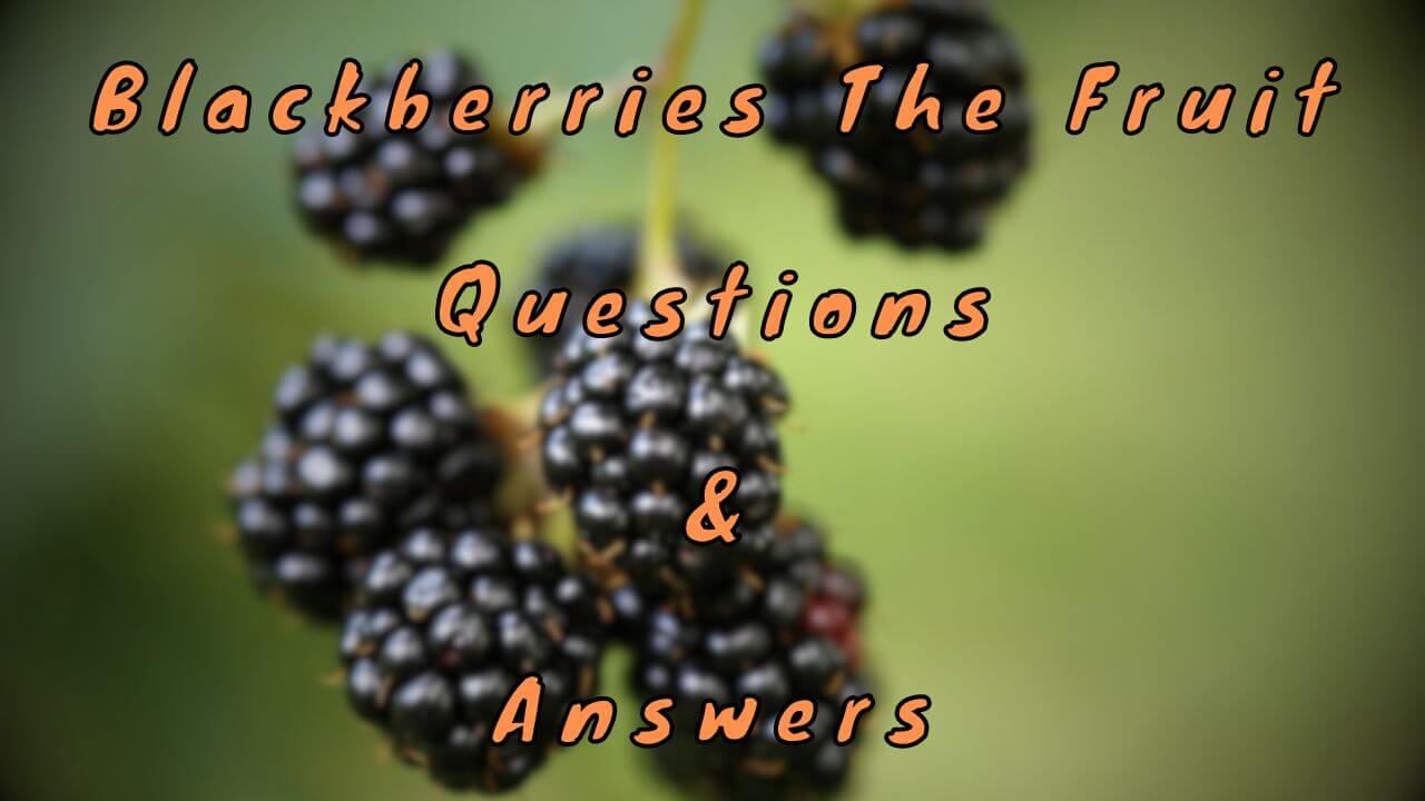 Blackberries The Fruit Questions & Answers