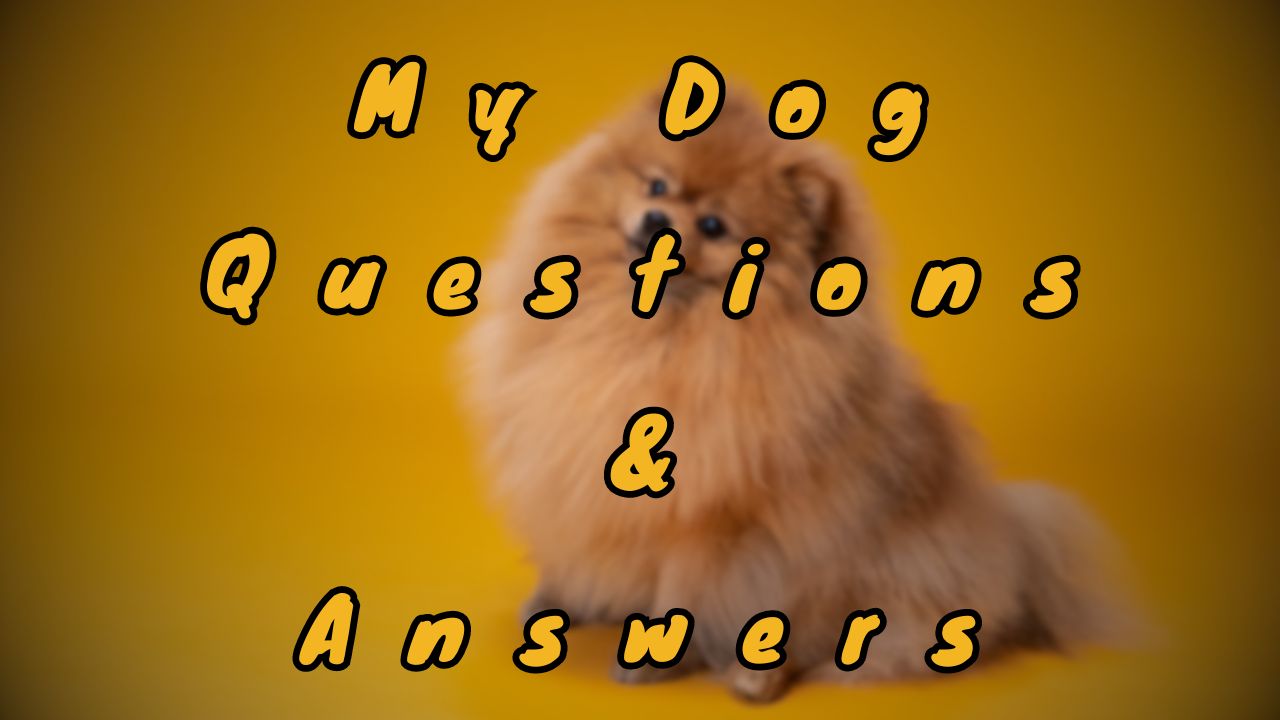 My Dog Questions & Answers