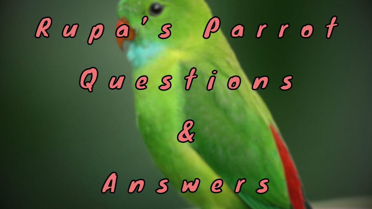 Rupa’s Parrot Questions & Answers