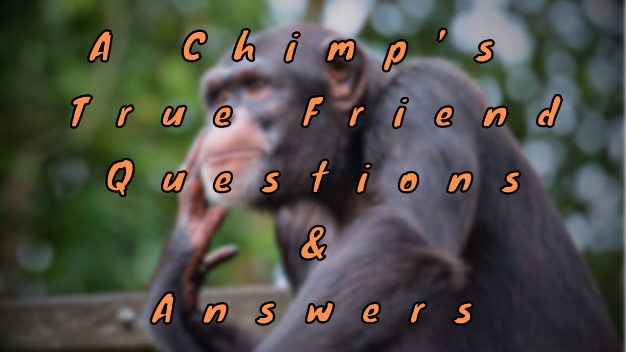 A Chimp’s True Friend Questions & Answers