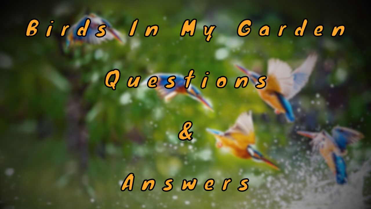 Birds In My Garden Questions & Answers