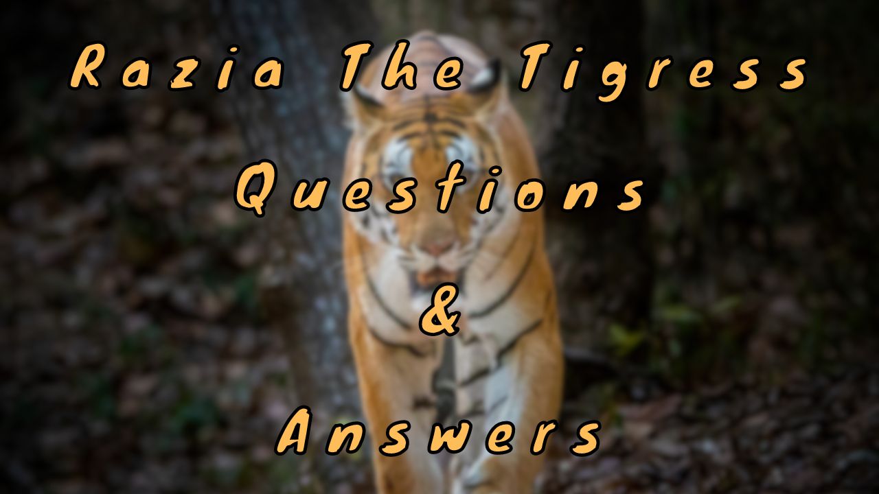 Razia The Tigress Questions & Answers