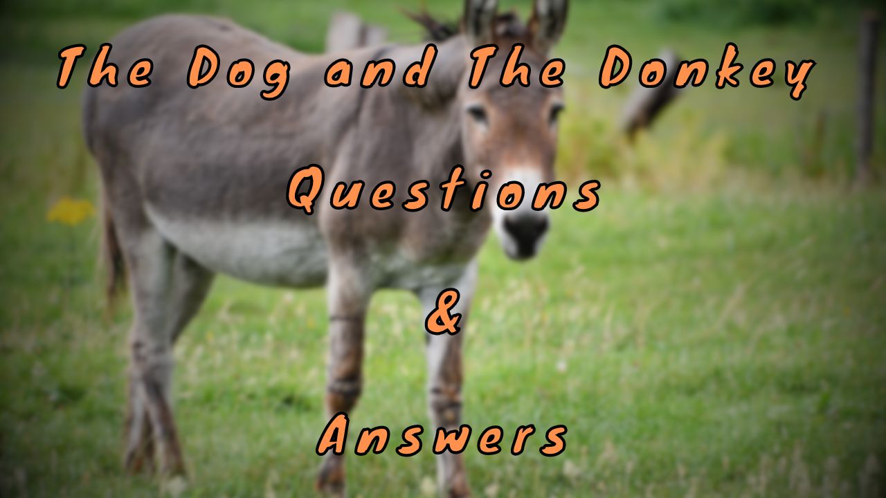 The Dog and The Donkey Questions & Answers