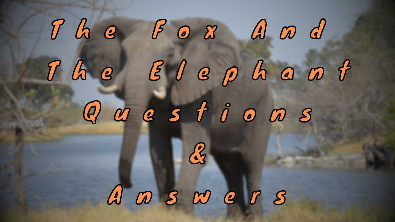 The Fox and The Elephant Questions & Answers