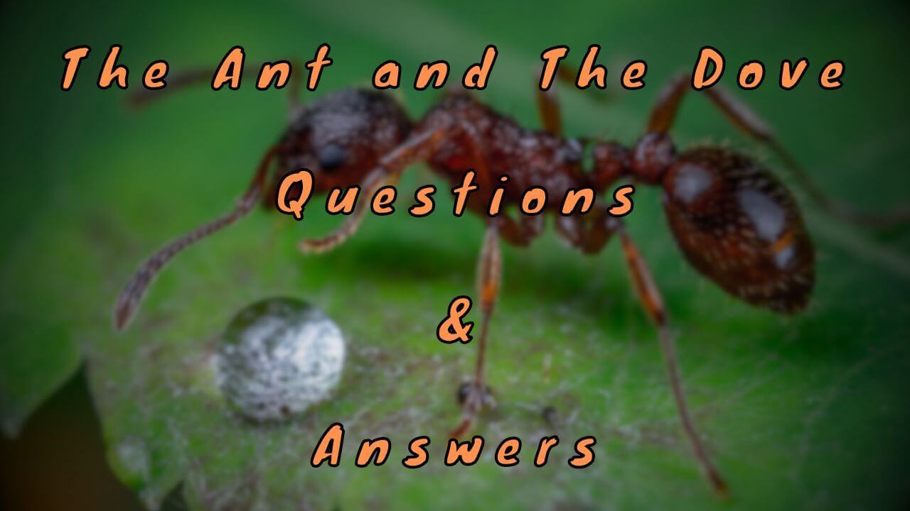 The Ant and The Dove Questions & Answers