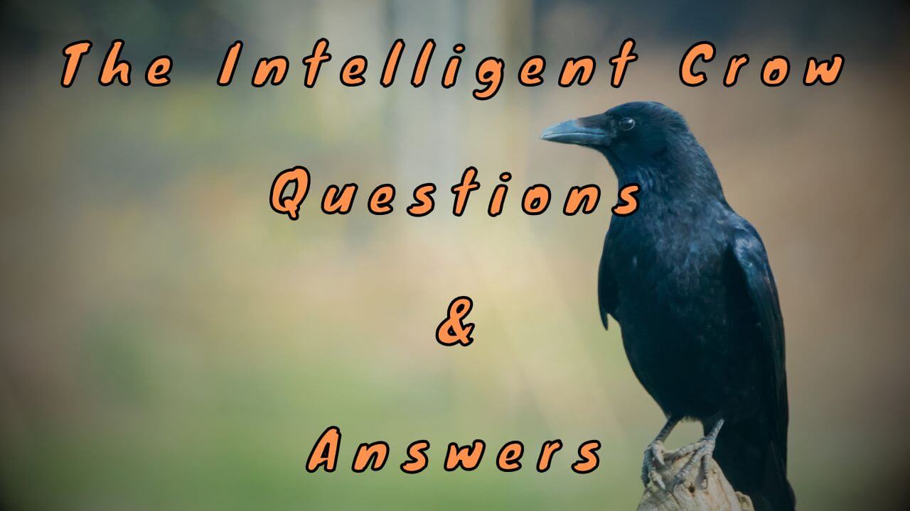 The Intelligent Crow Questions & Answers