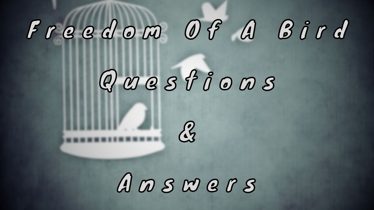 Freedom Of A Bird Questions & Answers