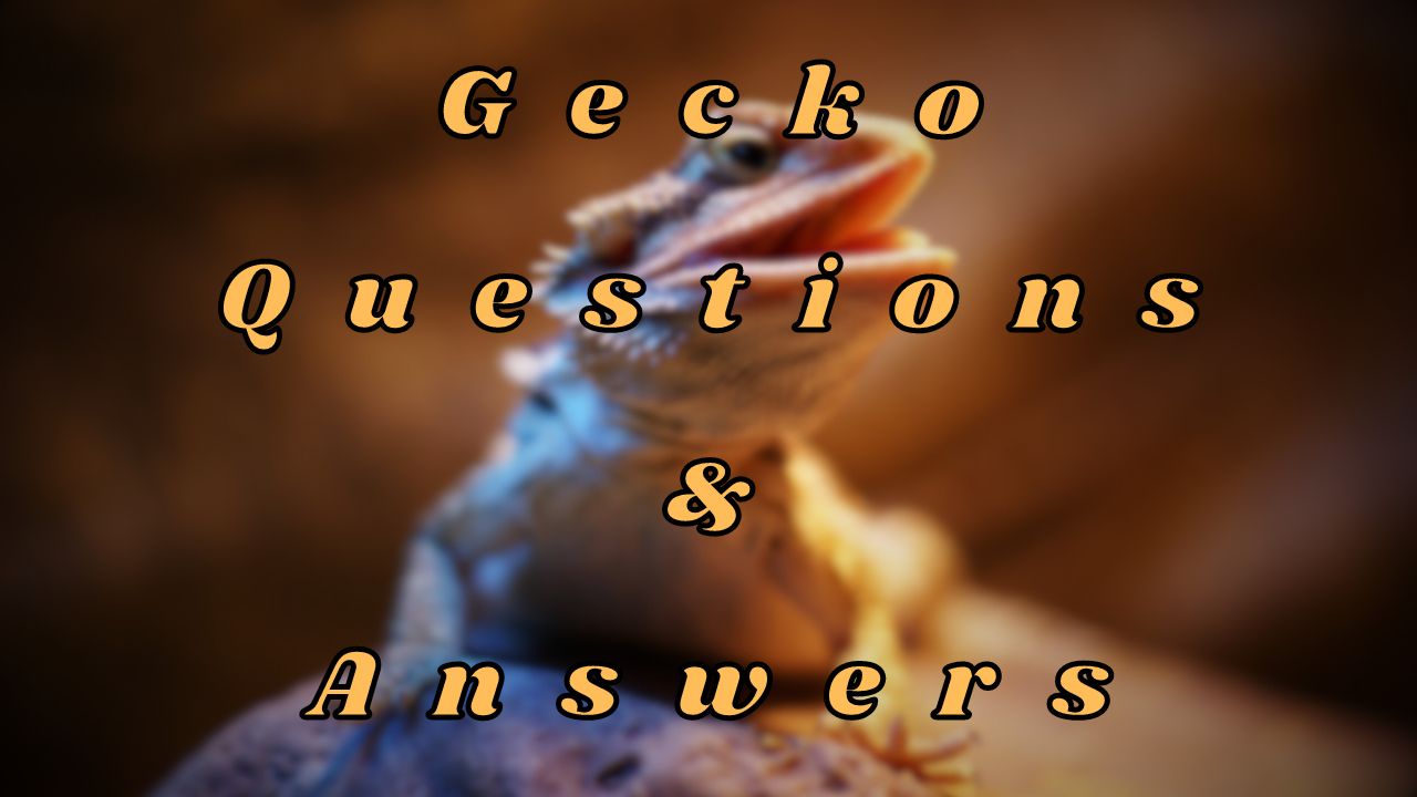 Gecko Questions & Answers