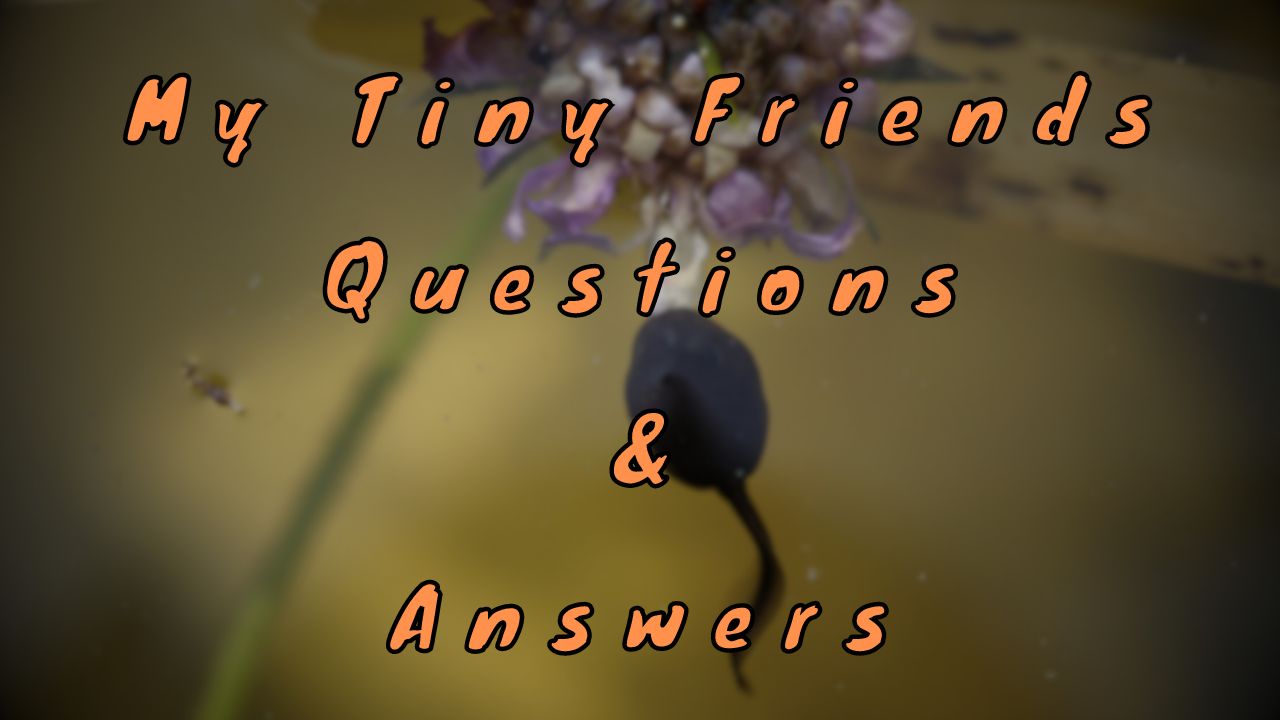 My Tiny Friends Questions & Answers