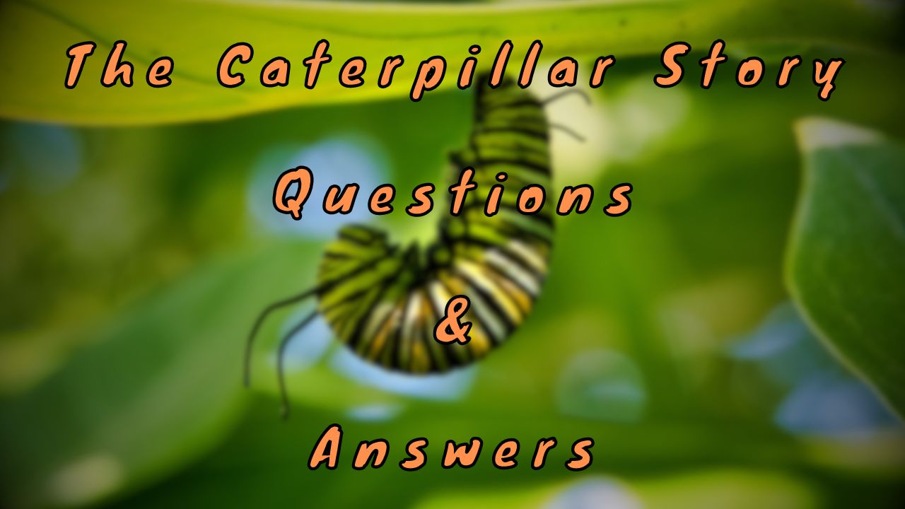 The Caterpillar Story Questions & Answers