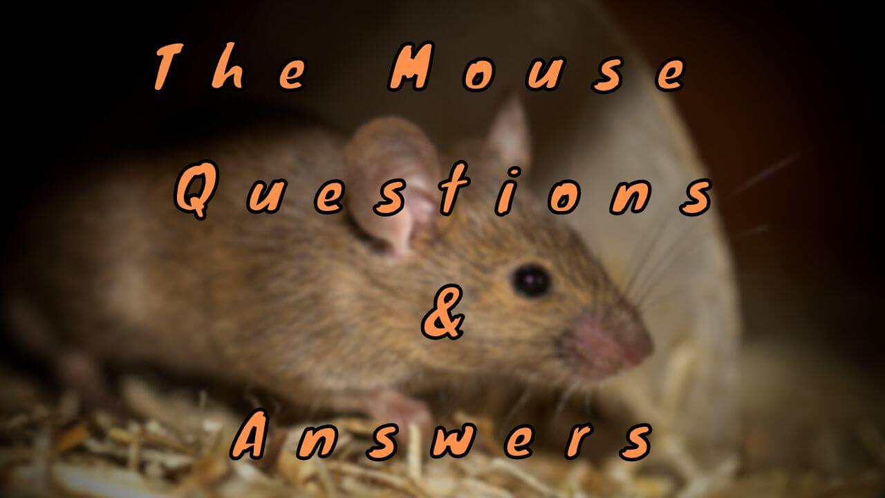 The Mouse Questions & Answers