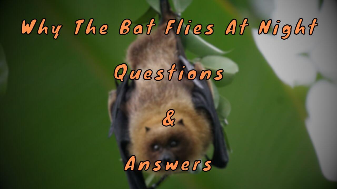 Why The Bat Flies At Night Questions & Answers