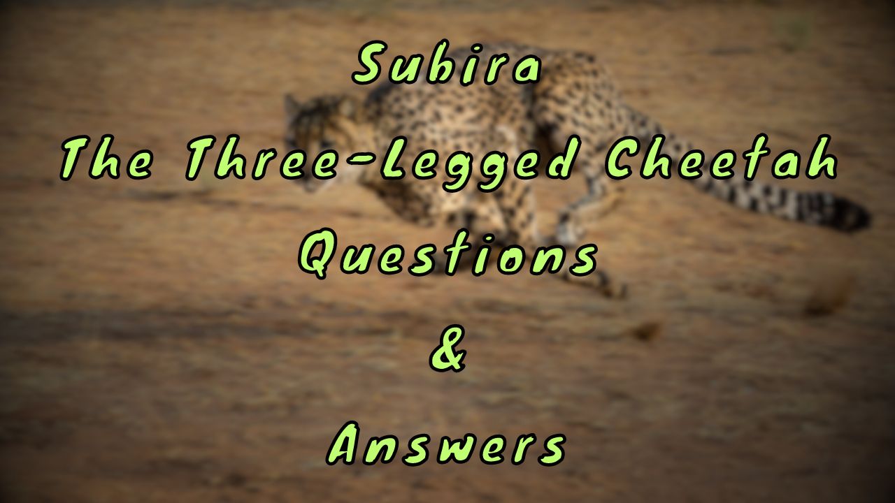 Subira The Three-Legged Cheetah Questions & Answers