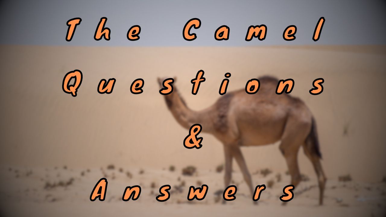 The Camel Questions & Answers