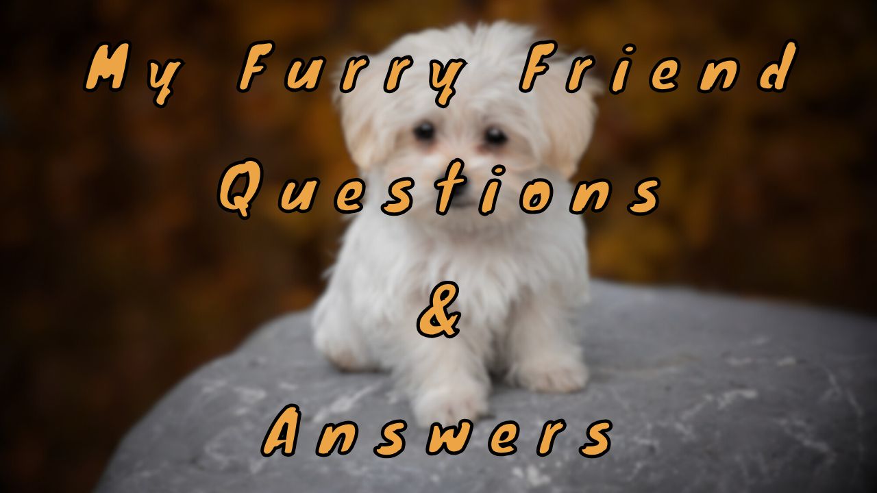 My Furry Friend Questions & Answers