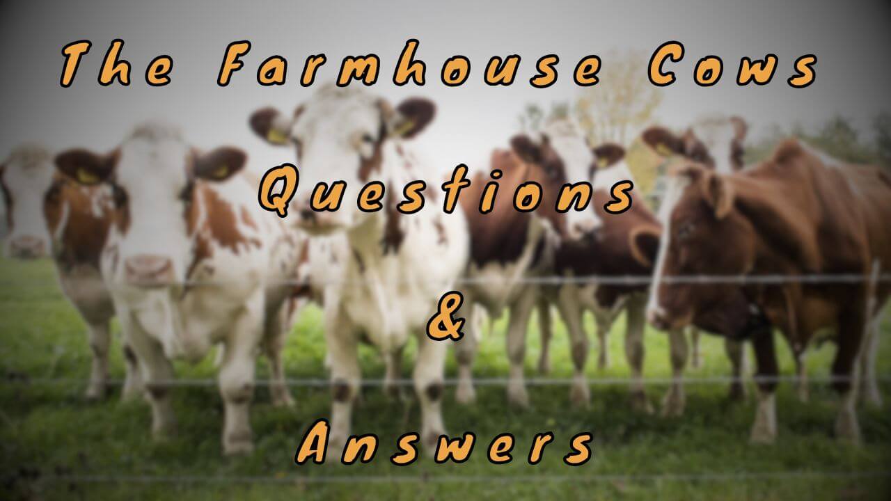 The Farmhouse Cows Questions & Answers