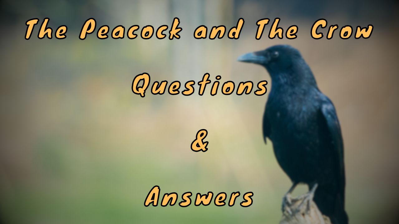 The Peacock and The Crow Questions & Answers