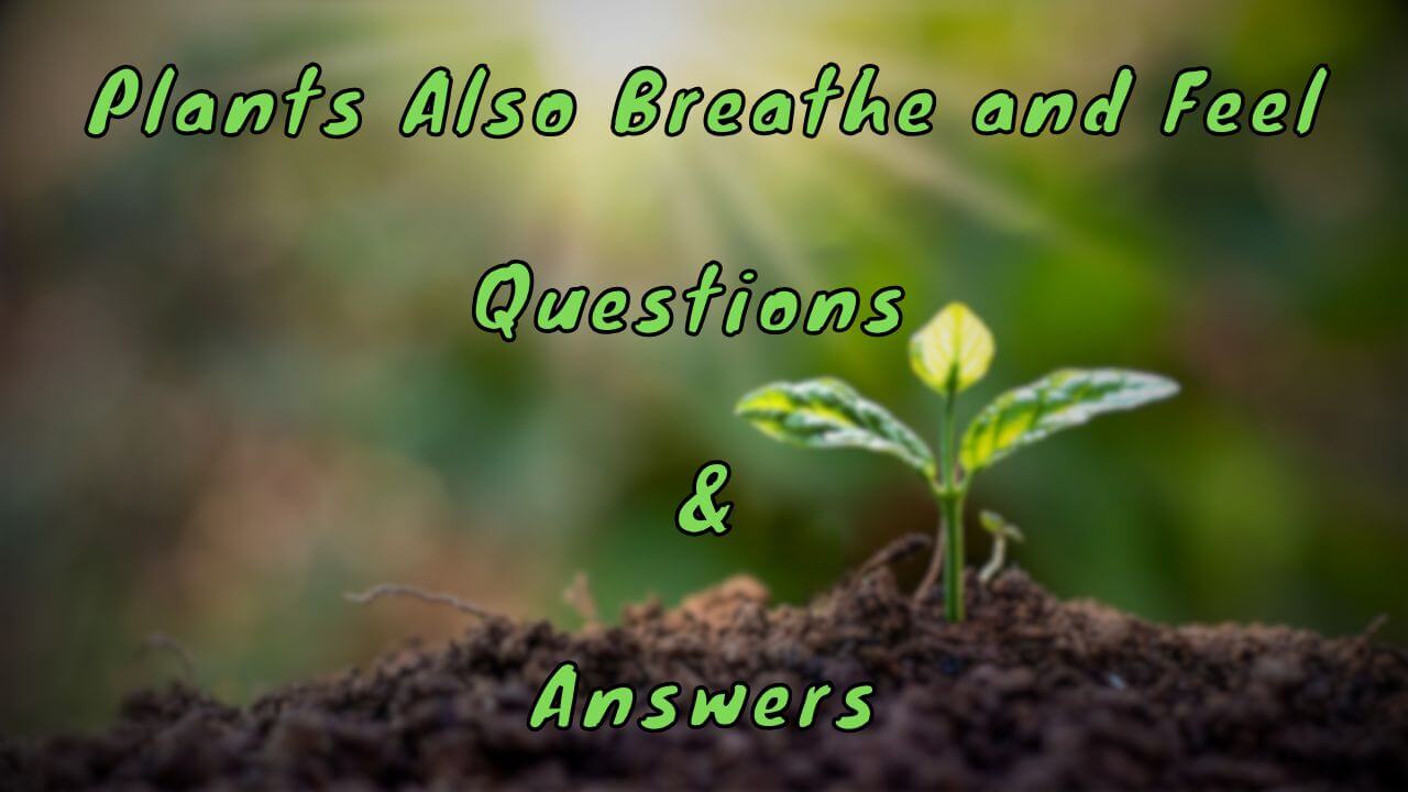 Plants Also Breathe and Feel Questions & Answers