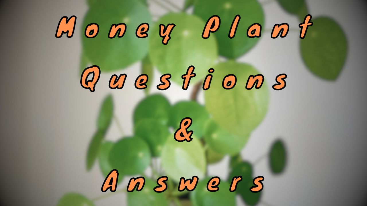 Money Plant Questions & Answers