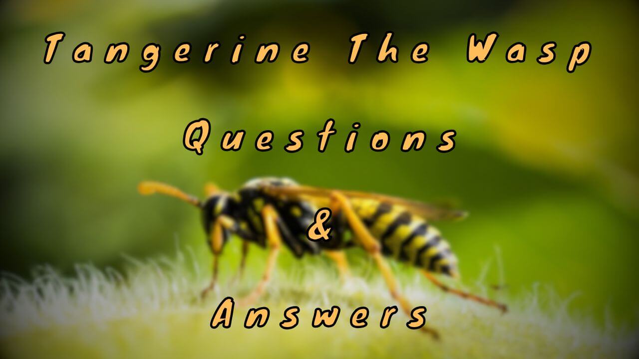 Tangerine The Wasp Questions & Answers