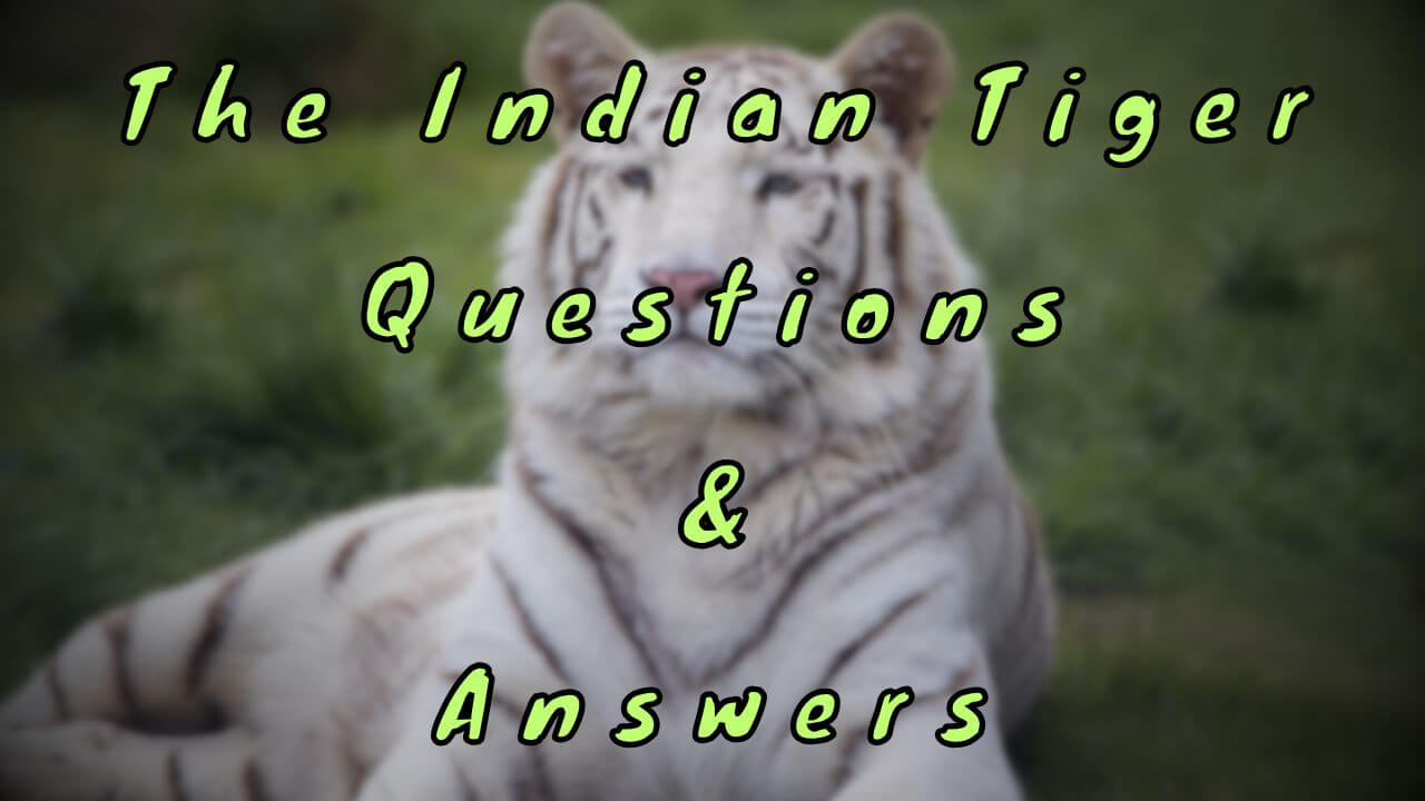 The Indian Tiger Questions & Answers