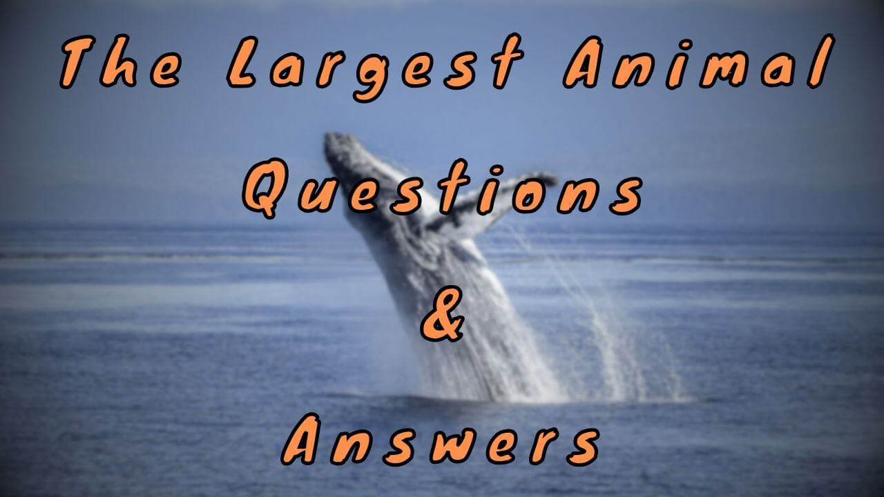 The Largest Animal Questions & Answers