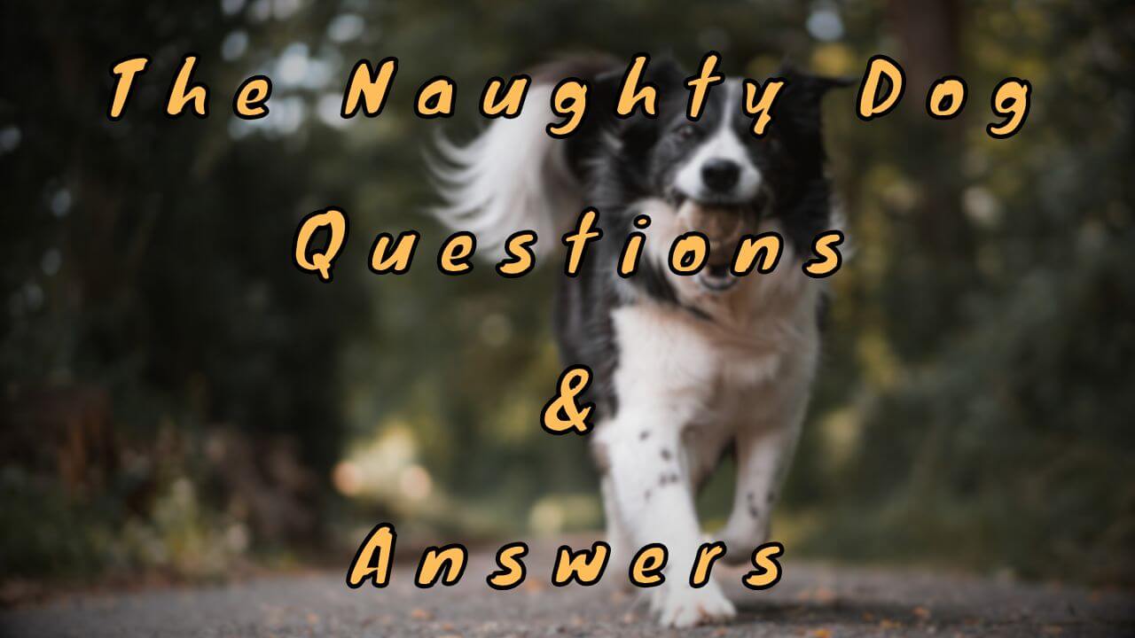 The Naughty Dog Questions & Answers