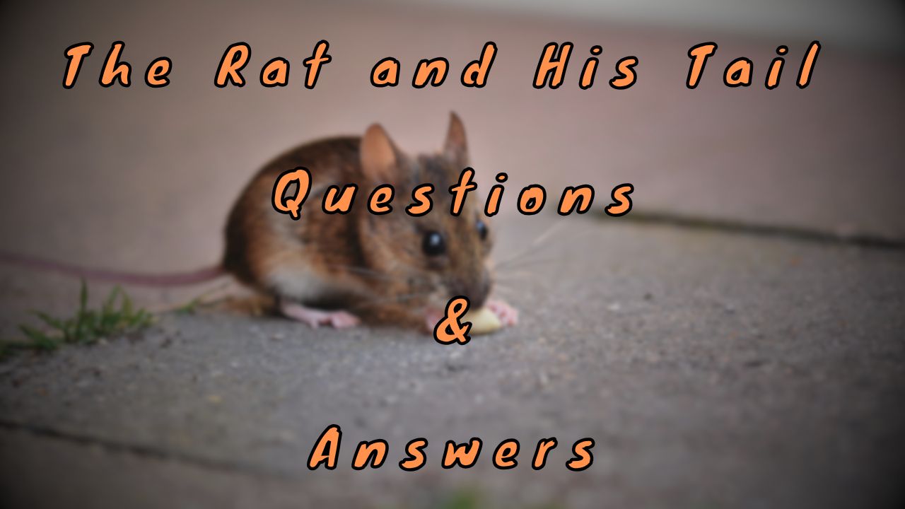 The Rat and His Tail Questions & Answers