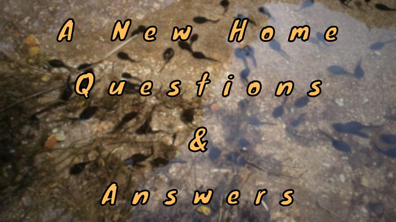 A New Home Questions & Answers