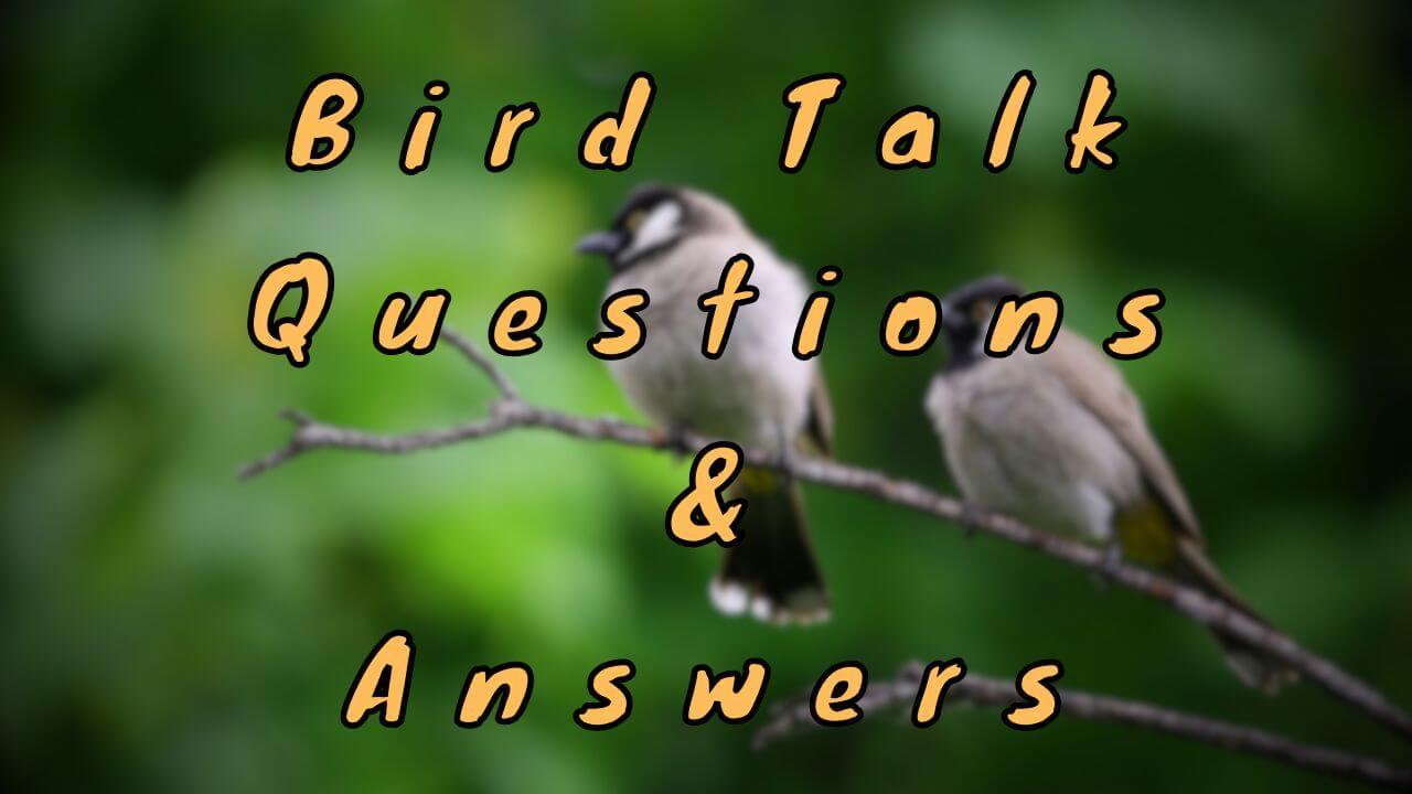 Bird Talk Questions & Answers