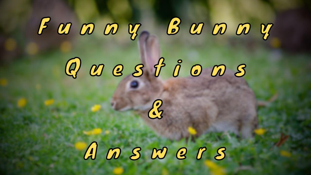 Funny Bunny Questions & Answers