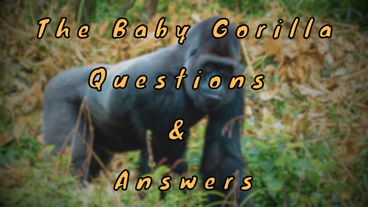 The Baby Gorilla Questions & Answers