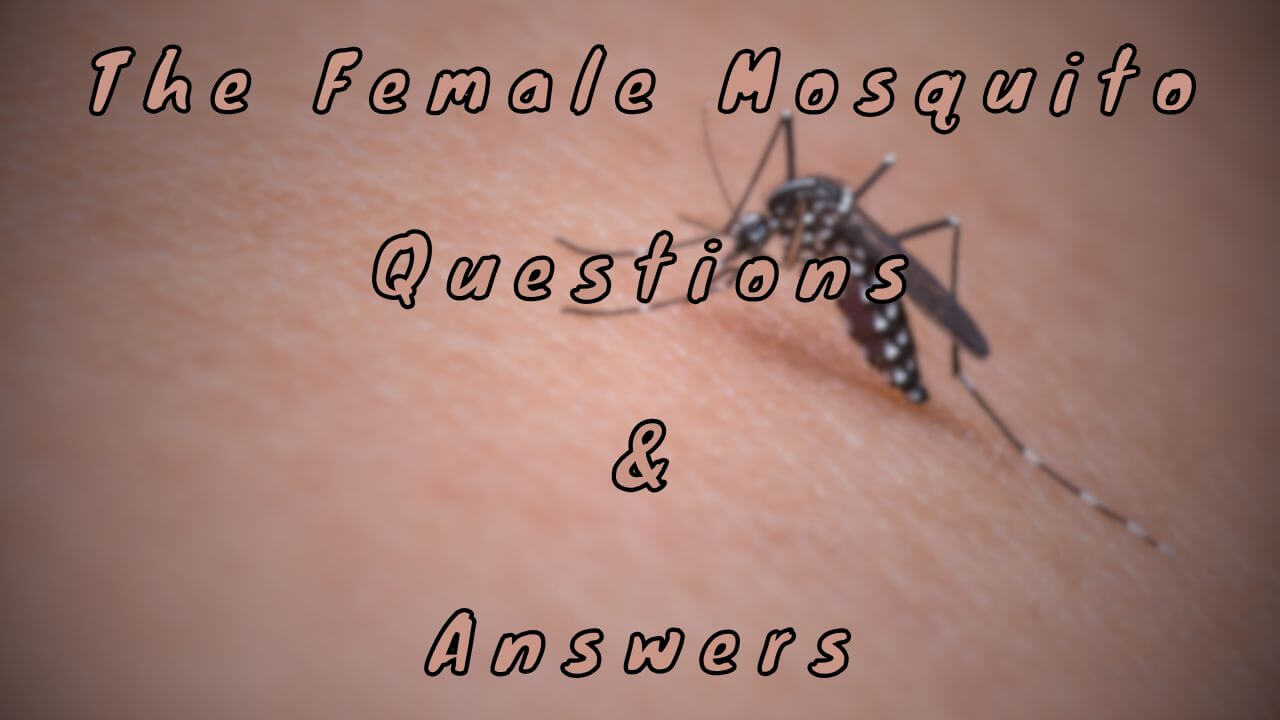 The Female Mosquito Questions & Answers